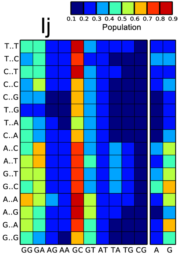 K+ population heatmap across DNA tetranucleotides