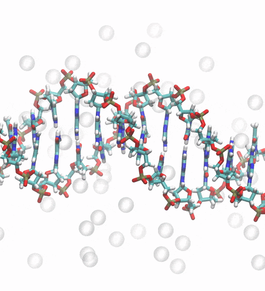Molecular dynamics simulation of DNA