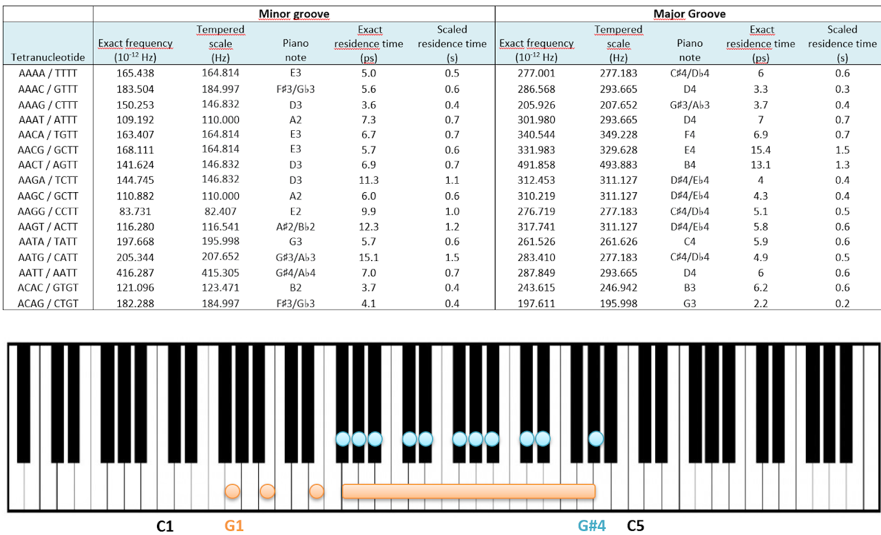 Mapping DNA–K⁺ groove interactions onto piano notes